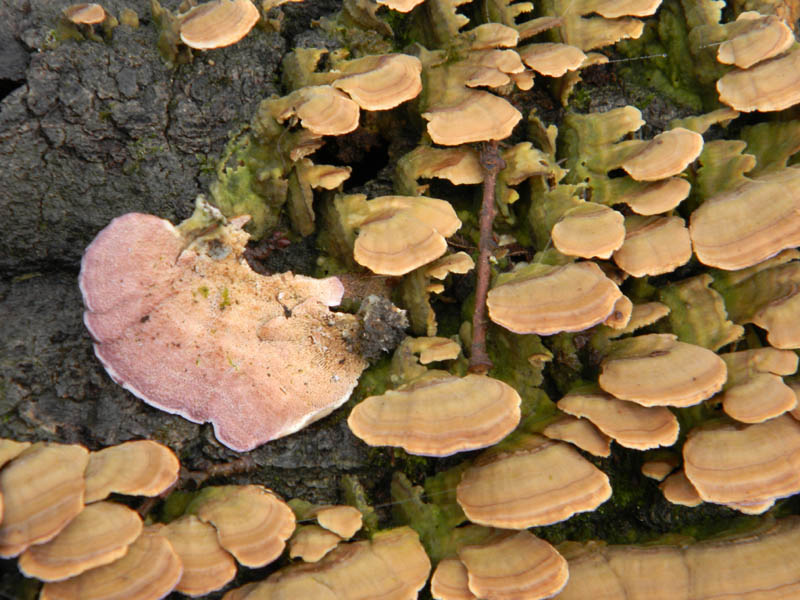 Alcuni ritrovamenti del 21.12.2010.